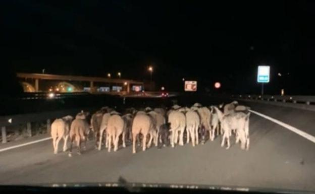 Mueren atropelladas veinte ovejas tras invadir el rebaño de madrugada la A-7 en Alcoi