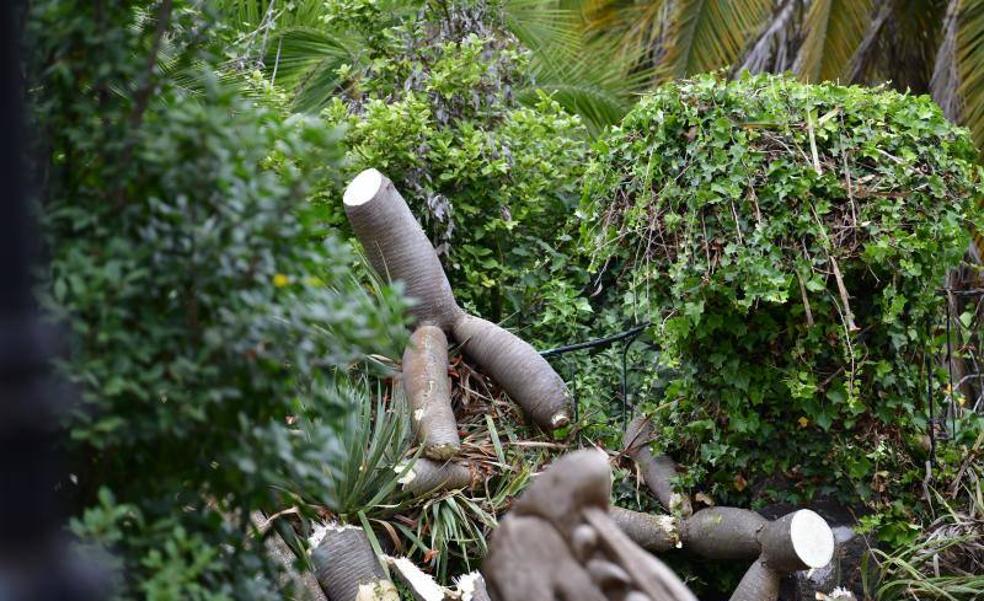 Vecinos de Arucas se quejan por la tala de dragos en «buen estado»