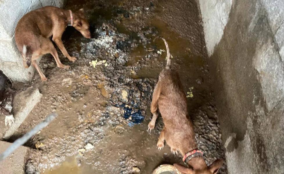 La finca de los horrores en Tenerife: un perro muerto y 32 hacinados
