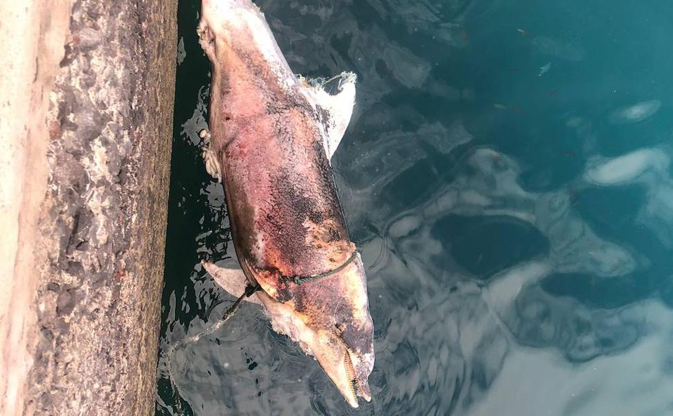 Rescatan el cadáver de un delfín en el Puerto de La Luz