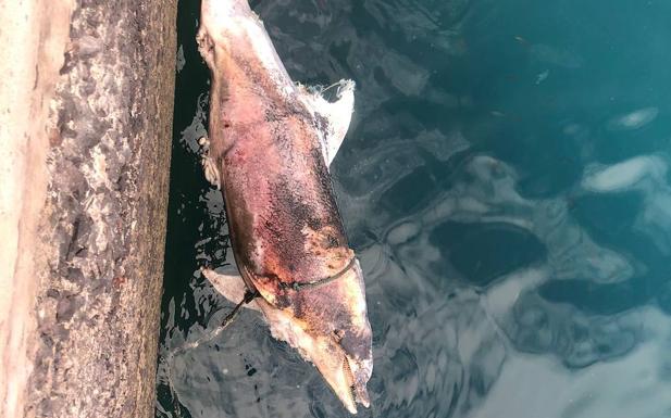 Rescatan el cadáver de un delfín en el Puerto de La Luz