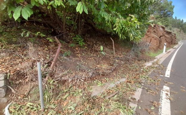 Denuncian la sustracción masiva de castañas en Gran Canaria