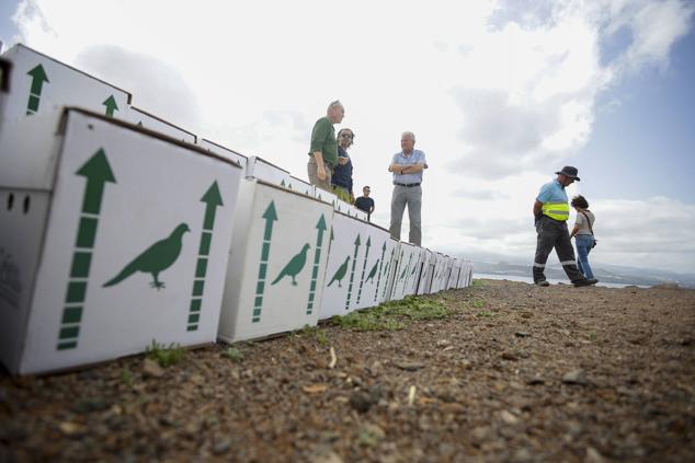 47 pollos de pardela inician un viaje de cinco años desde Las Coloradas