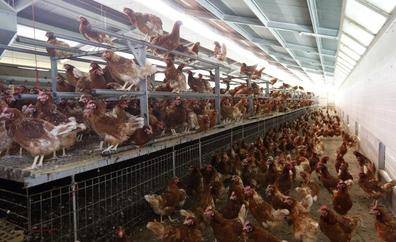 Detectado en Guadalajara un segundo caso de gripe aviar en un humano