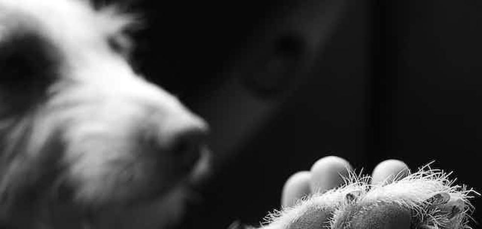 Don't underestimate the emotional pain of losing a loved animal.