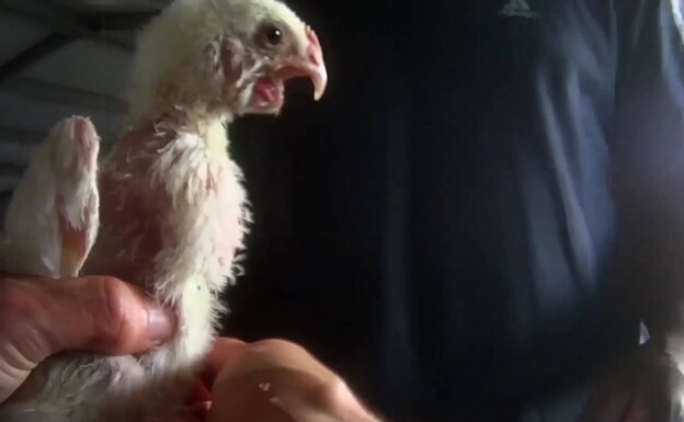 Duras imágenes para denunciar el maltrato de pollos en macrogranjas