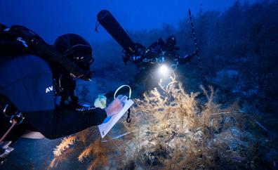 Los corales negros de Canarias, refugio de especies únicas