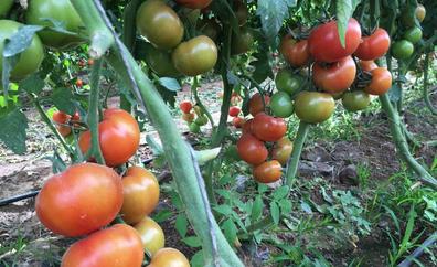 La crisis energética en Europa obliga a recortar producción hortofrutícola y tira del tomate isleño