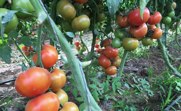 Plantación de tomates en la isla de Gran Canaria. Este año la temporada pinta bien por la crisis energética. 