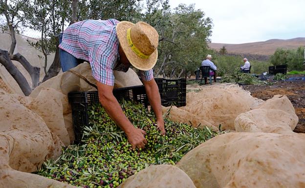 El calor pasa factura al aceite de oliva virgen majorera