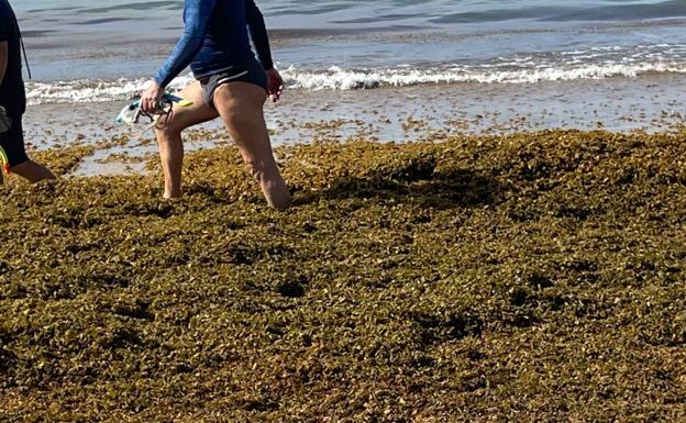 Las algas pardas sepultan Las Canteras