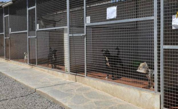 Las sanciones por tener animales sin chip se disparan un 278% en la capital en dos años