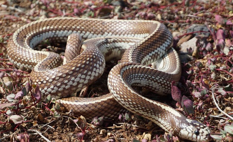 La captura de serpientes, a punto de otro récord anual en Gran Canaria