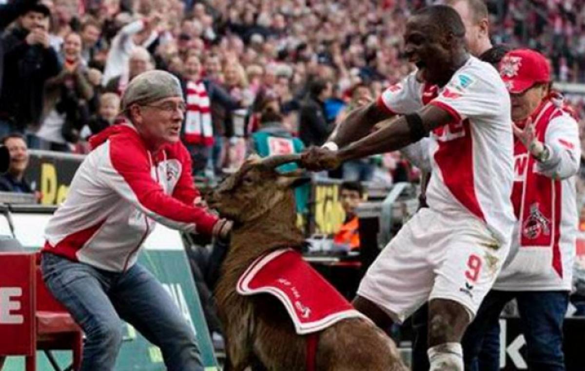 El Pío-Pío y otras mascotas