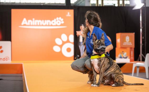Animundo cierra apelando a la responsabilidad al tener mascotas