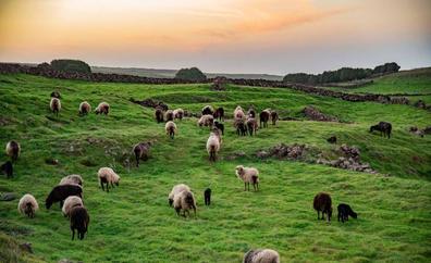 Solicitan que se reconozca la trashumancia y el pastoreo en Canarias