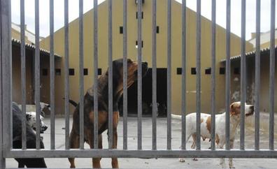 Adopta un perro y luego lo sacrifica por morder a su hijo menor de edad