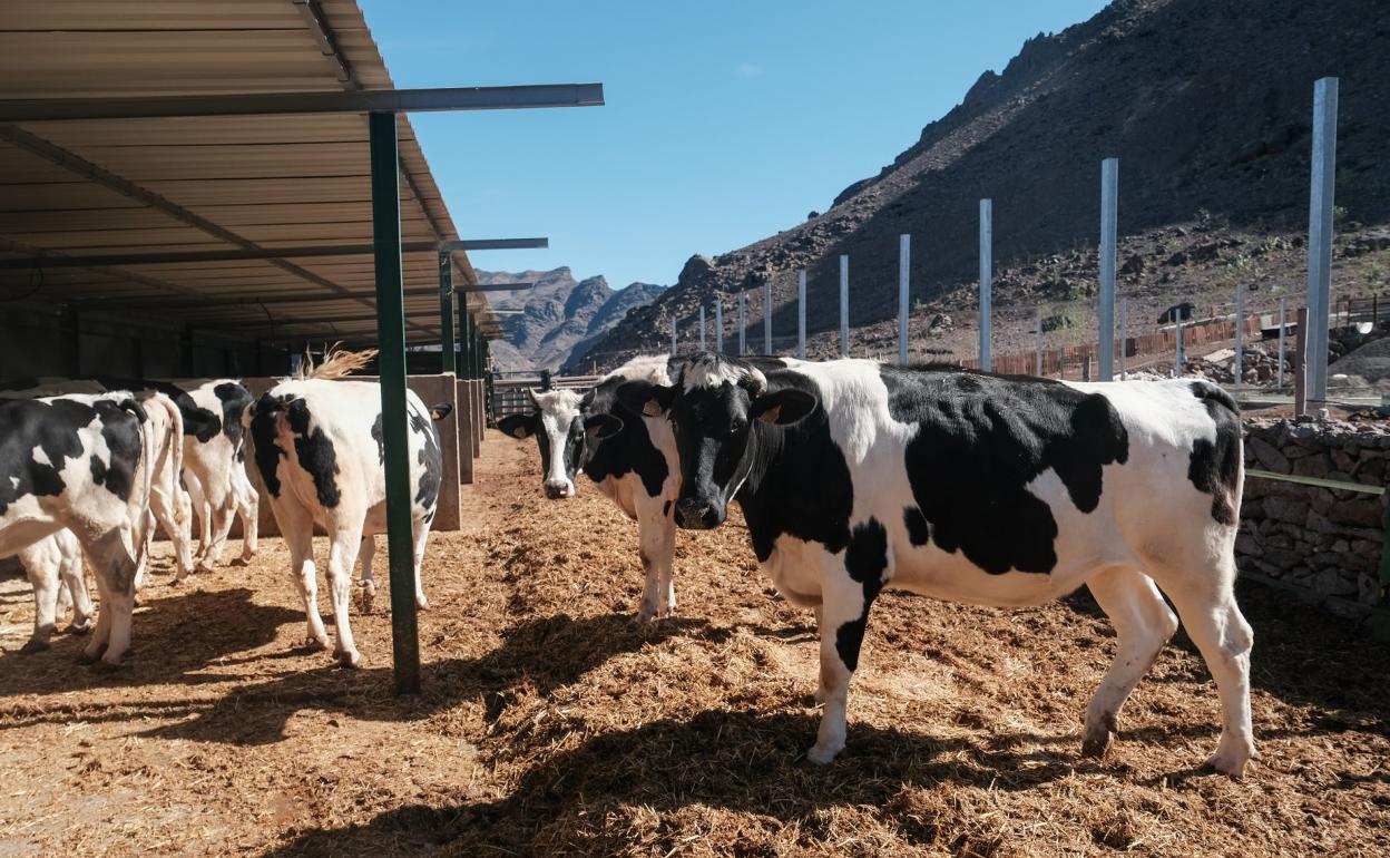 Canarias distribuye 25 millones de euros en ayudas al sector ganadero