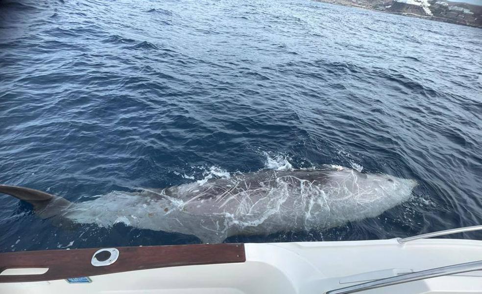 Encuentran muerto un zifio de Cuvier en el sur de Gran Canaria