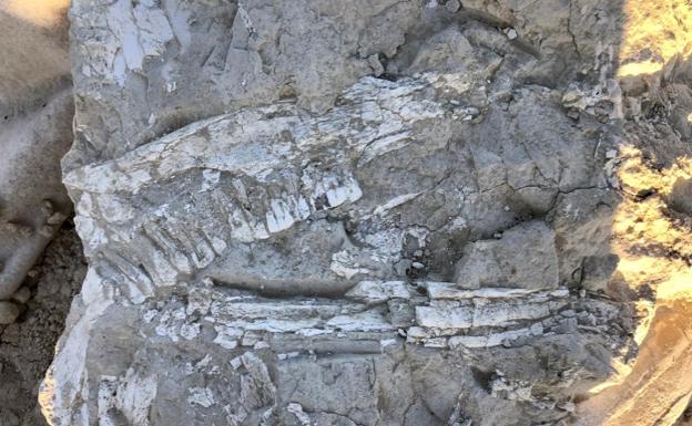 Encuentran en Albacete un amplio yacimiento de hace siete millones de años