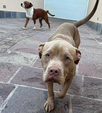 ¿Los conoces? La Policía Local busca a sus dueños