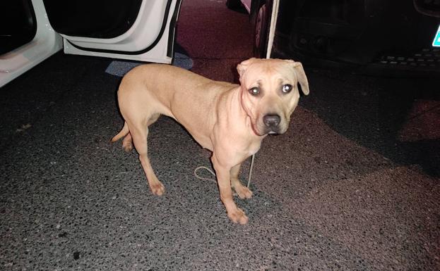 Encuentran a un perro abandonado en un PipiCan de la capital grancanaria
