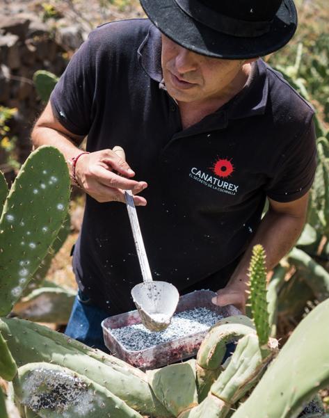 La cochinilla de Ingenio impulsa la norma para ser el primer colorante ecológico del mundo