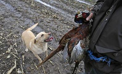 El PSOE se une a la derecha y excluye a los perros de caza de la ley de bienestar animal