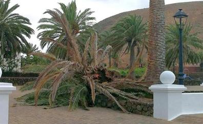 2 millones de euros para cuidar de las palmeras