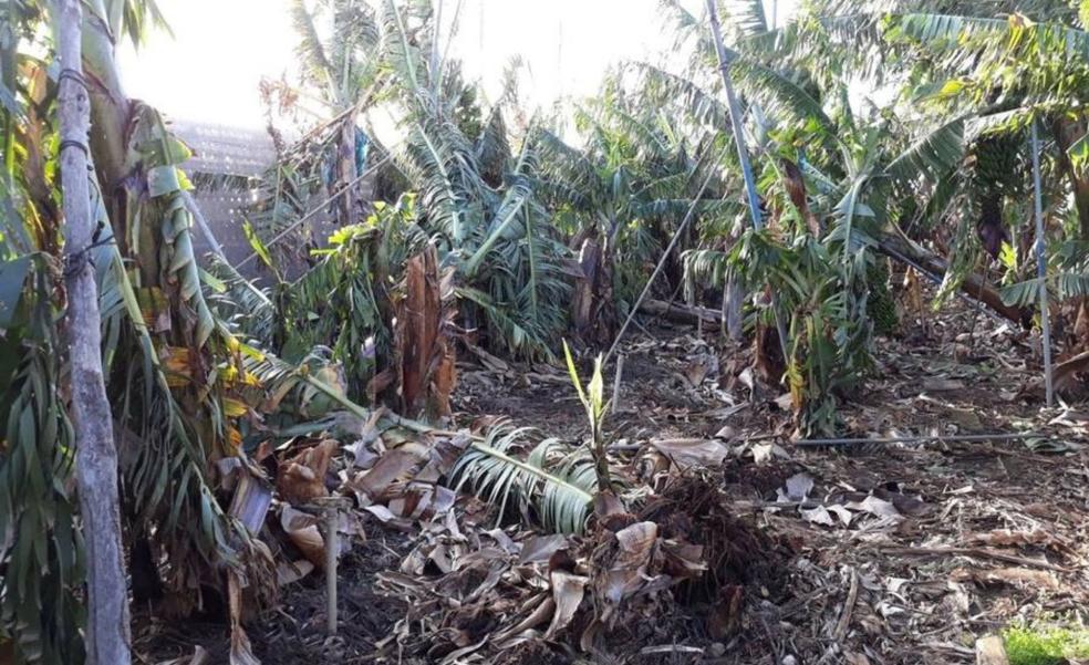 La borrasca provoca daños en el campo canario valorados en cuatro millones