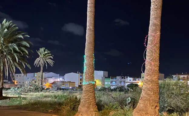Activistas iluminan por Navidad palmeras urbanas y silvestres para visibilizar su desatención