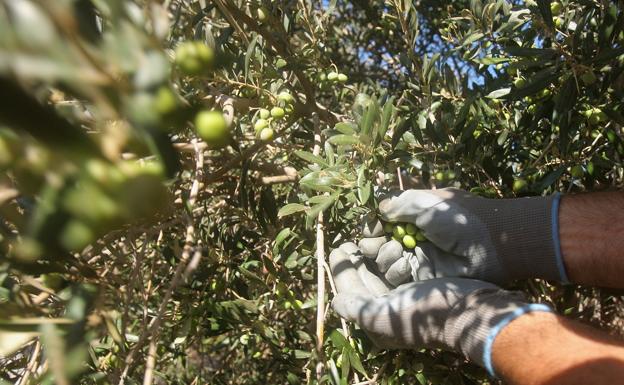 Canarias convoca el séptimo concurso de aceite de oliva virgen extra Agrocanarias