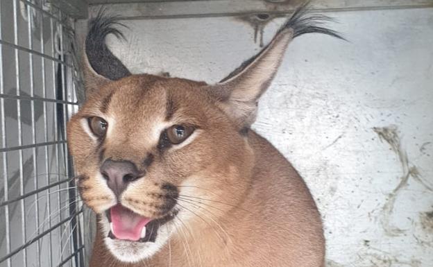 Capturan a un felino considerado peligroso en el jardín de una vivienda de Marbella