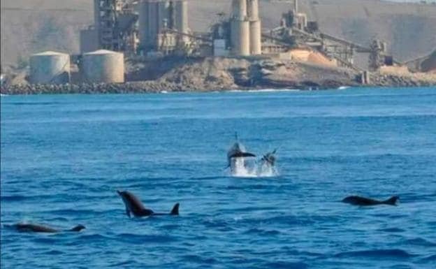 Aparece varado un delfín muerto en Fuerteventura