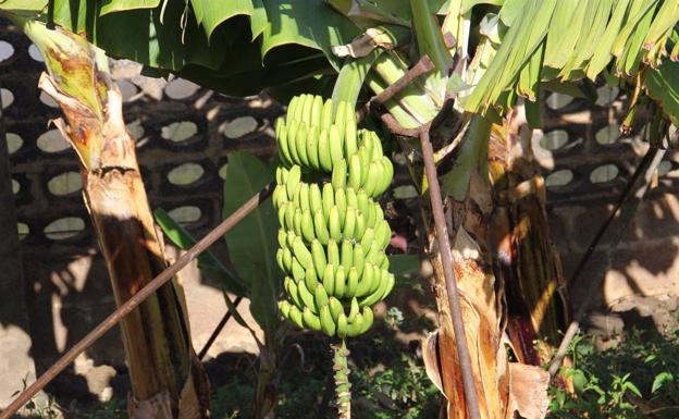 El precio del plátano ha bajado un 35% desde mediados de 2022