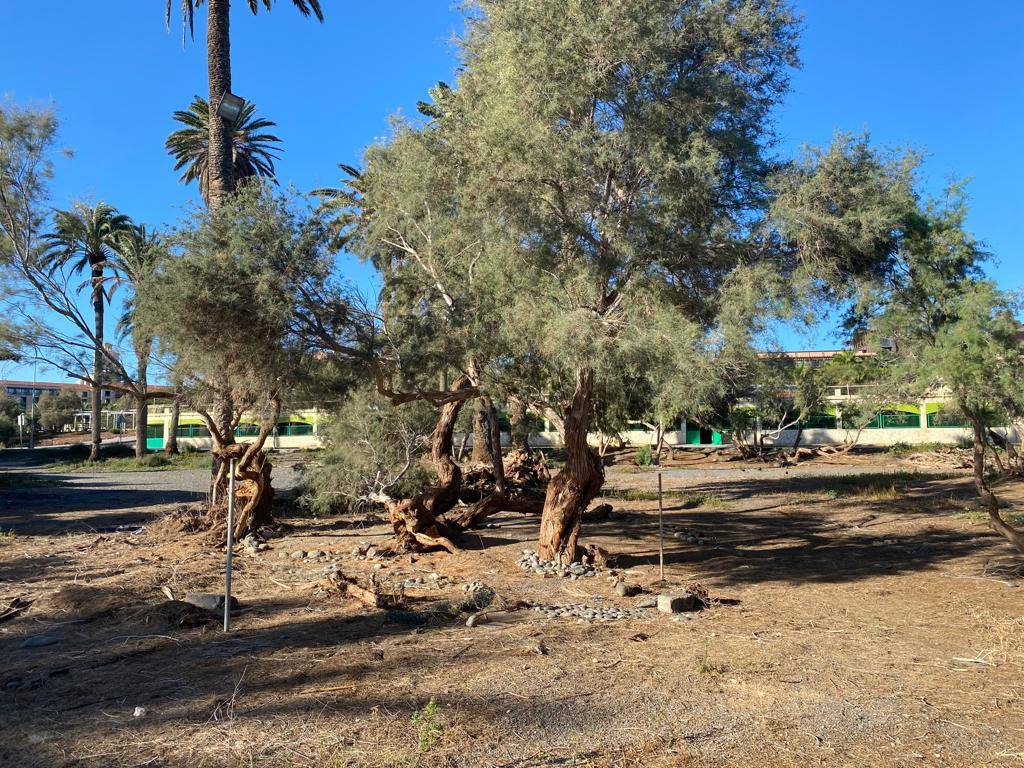 Culmina el desalojo del palmeral del Oasis