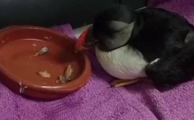 Los vídeos más destacados de este miércoles 18 de enero