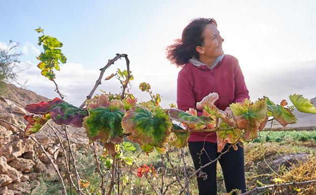 'Aires de Tefía': el vino de la única viticultora majorera