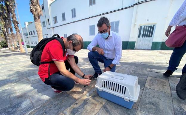 Esterilizan cerca de un millar de gatos en la capital grancanaria