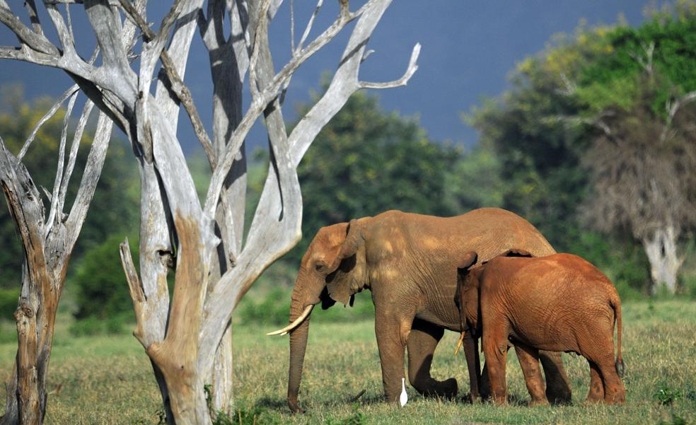 Los elefantes desempeñan un papel clave contra el calentamiento global
