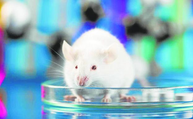 Ratones de laboratorio, seres sintientes y lengua