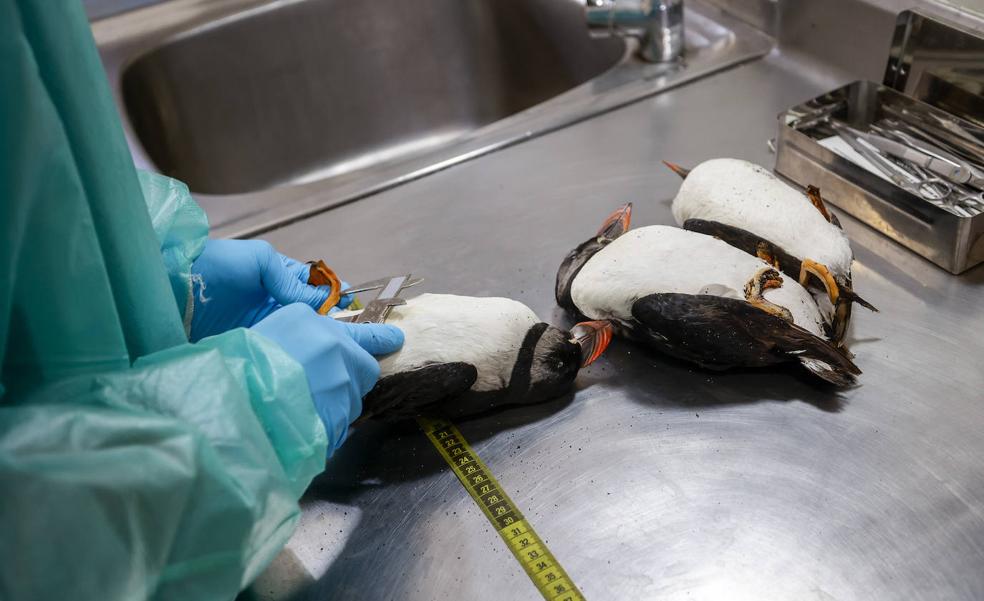 Descartan la gripe A como causa de la muerte de 350 aves marinas en Canarias