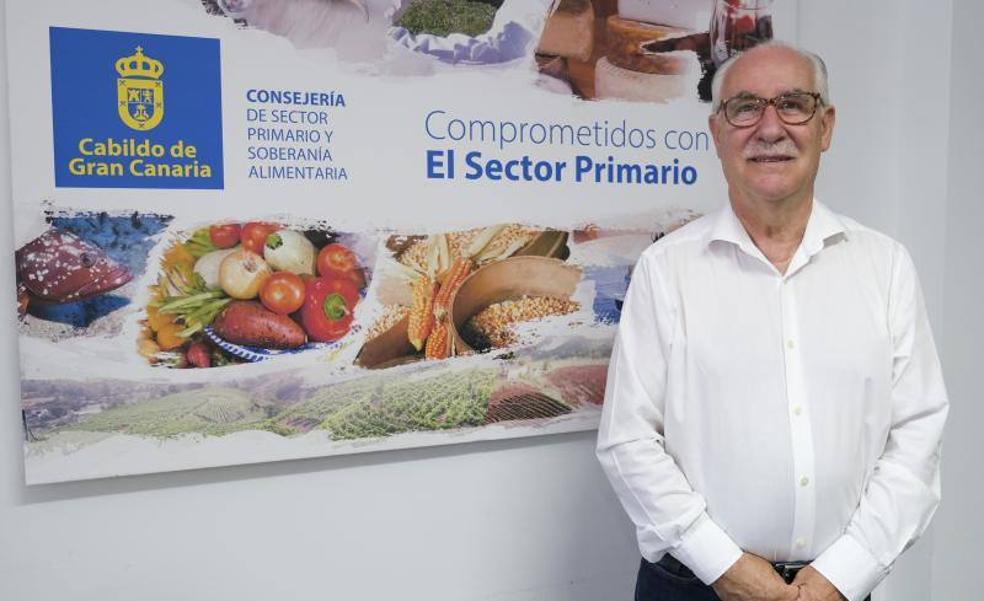 El Cabildo reduce a 45 agricultores la ayuda por la polillla guatemalteca