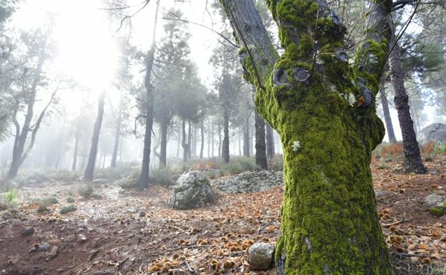 San Mateo repite como lugar más frío de Gran Canaria