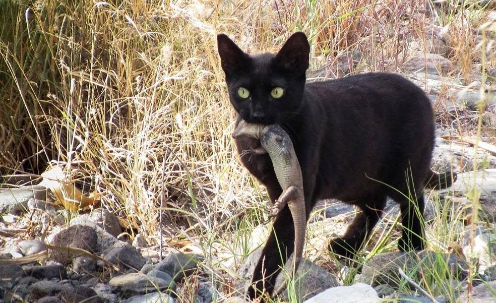 Legislar sobre gatos callejeros sin negar las evidencias científicas