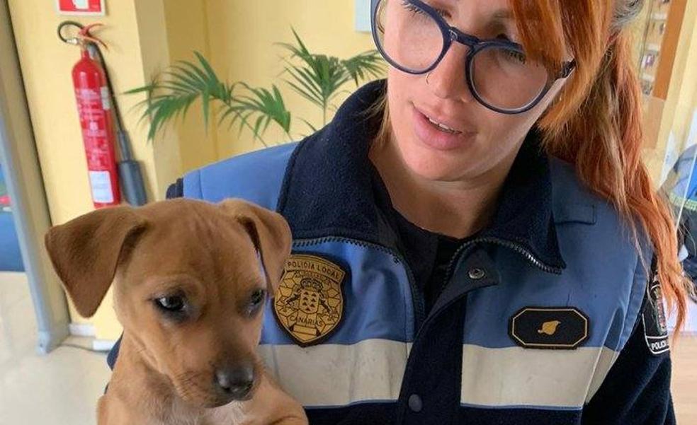 Encuentran una perra sin microchip en El Confital