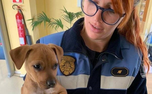 Encuentran una perra sin microchip en El Confital