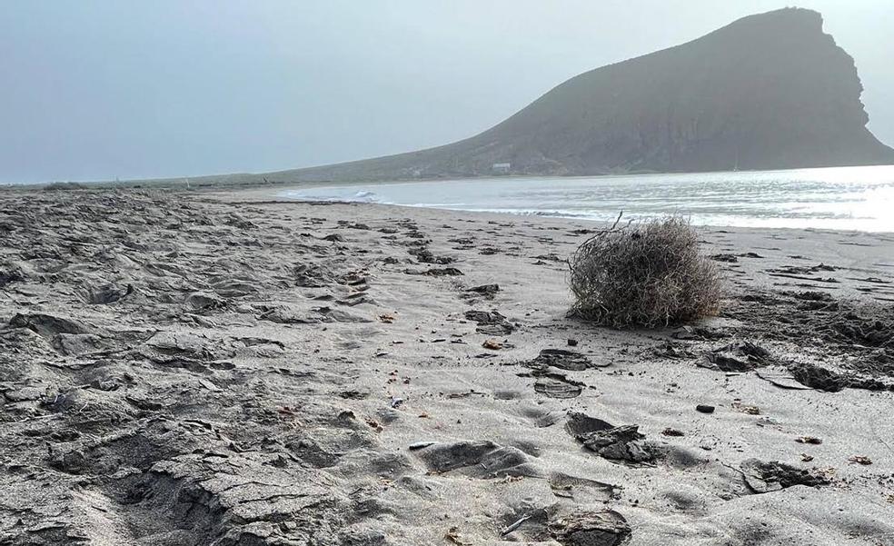 Salvar La Tejita denuncia que han aparecido «miles» de peces muertos en dicha playa