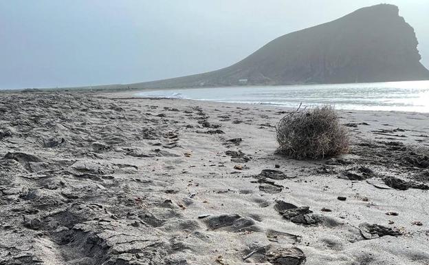 Salvar La Tejita denuncia que han aparecido «miles» de peces muertos en dicha playa