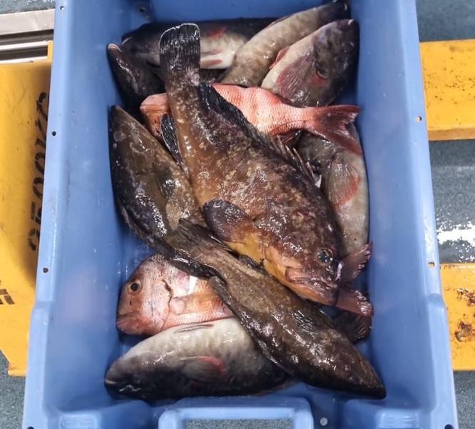 Incautan 36 kilos de pescado, entre ellos un mero de 23 kilos, en Fuerteventura